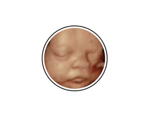 A New Conception 4D Ultrasound Studio
